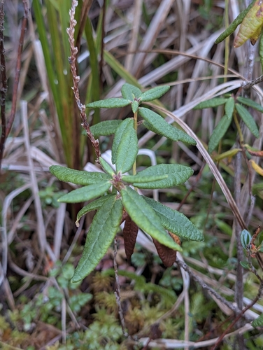 Rhododendron groenlandicum, photograph 2