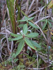 Rhododendron groenlandicum, photograph (c) Moe Meikle, some rights reserved (CC BY)