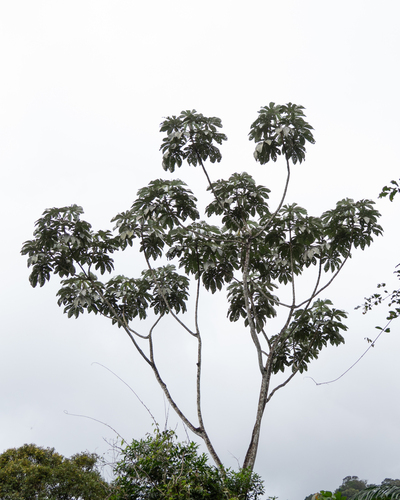 Cecropia hololeuca, photograph 1
