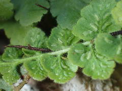 Asplenium petrarchae