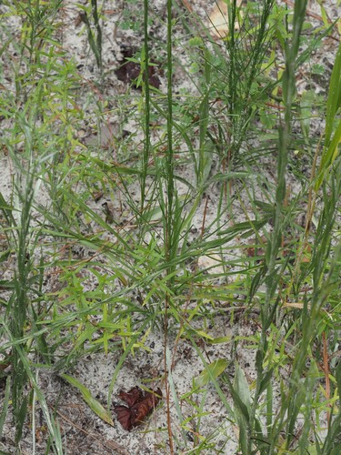 Liatris tenuifolia, photograph 6