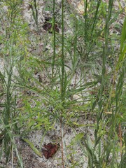 Liatris tenuifolia, photograph (c) carter, some rights reserved (CC BY)