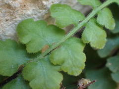 Asplenium petrarchae