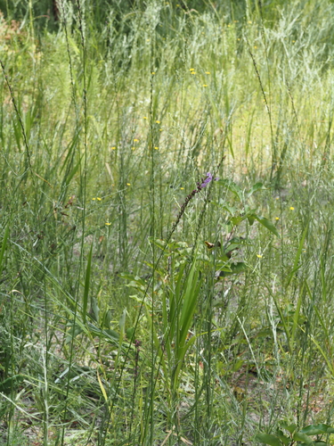 Liatris tenuifolia, photograph 1