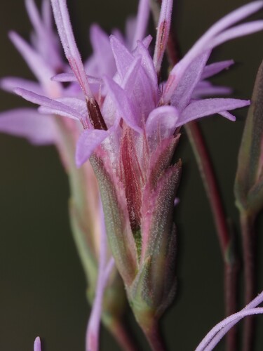 Liatris tenuifolia, photograph 4