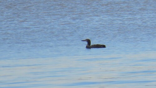 Common Loon