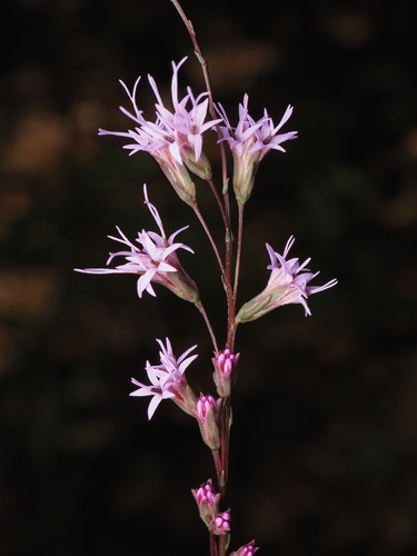 Liatris tenuifolia, photograph 3