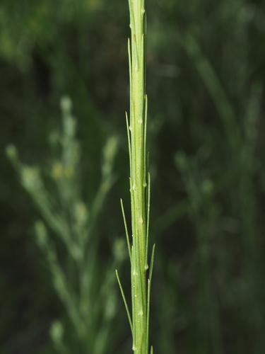 Liatris tenuifolia, photograph 2