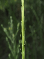 Liatris tenuifolia, photograph (c) carter, some rights reserved (CC BY)