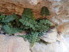 Asplenium petrarchae