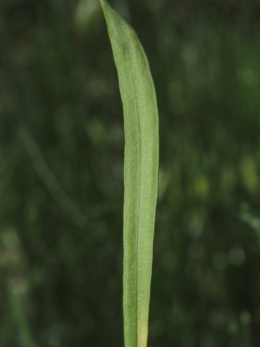 Liatris tenuifolia, photograph 5