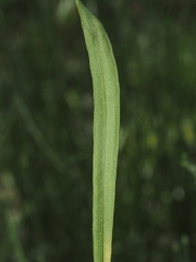 Liatris tenuifolia, photograph (c) carter, some rights reserved (CC BY)