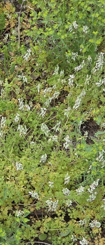 Fumaria capreolata, photograph 2