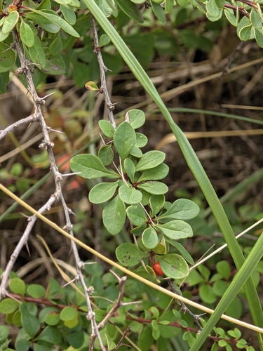 Japanese barberry