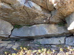 Asplenium petrarchae