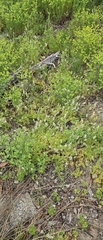 Fumaria capreolata, photograph (c) Carmon, some rights reserved (CC BY-SA)