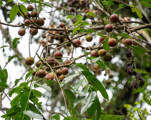 Cabralea canjerana (Cabralea canjerana)