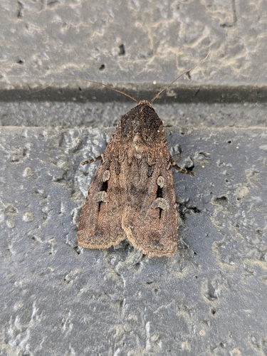 Bogong Moth