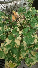 Polyscias balfouriana