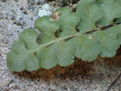 Asplenium petrarchae