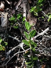 Cyclophyllum tieaense