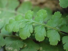 Asplenium petrarchae