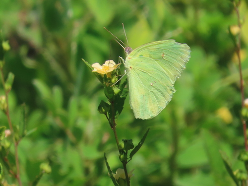 Cloudless Sulphur