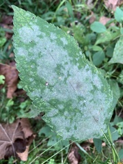 Ambrosia trifida, photograph (c) Senna Bryce Robeson, some rights reserved (CC BY)