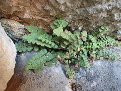 Asplenium petrarchae