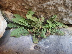 Asplenium petrarchae