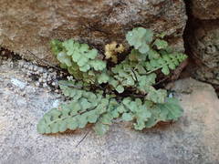 Asplenium petrarchae