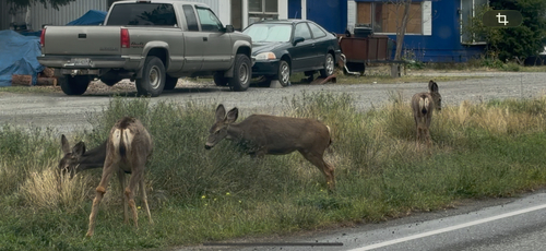 Mule Deer
