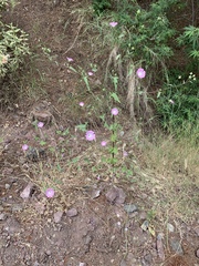 Malva punctata