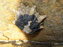 Scutellastra longicosta