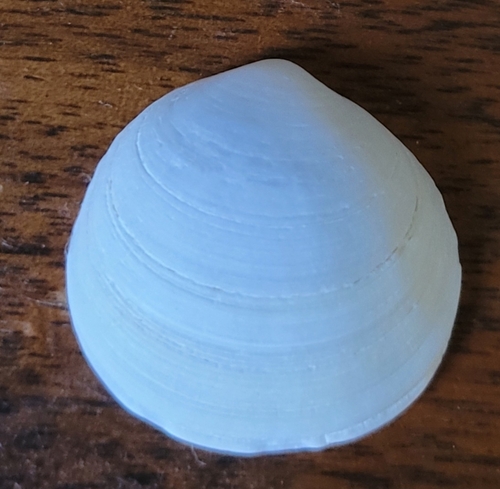 Epilucina californica observed 2026-09-25