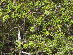 Leptecophylla juniperina