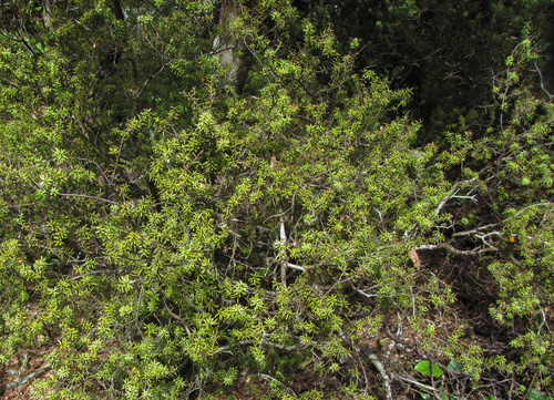 Leptecophylla juniperina, photograph 1