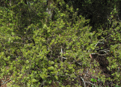 Leptecophylla juniperina, photograph (c) avocat, some rights reserved (CC BY)