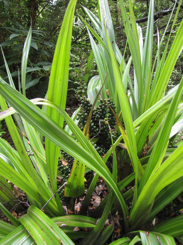 Astelia fragrans, photograph 3