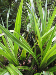 Astelia fragrans, photograph (c) avocat, some rights reserved (CC BY)