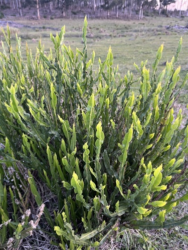 Baccharis trimera