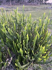 Baccharis trimera, photograph (c) Gastón Repetto, some rights reserved (CC BY)