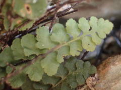 Asplenium petrarchae
