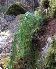 Asplenium appendiculatum