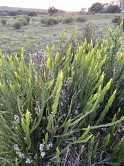 Baccharis trimera, photograph (c) Gastón Repetto, some rights reserved (CC BY)