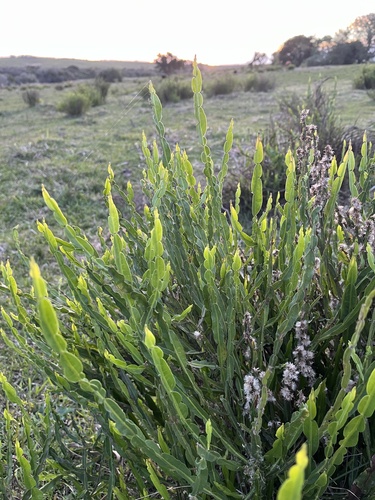 Baccharis trimera, photograph 3