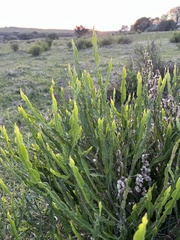 Baccharis trimera, photograph (c) Gastón Repetto, some rights reserved (CC BY)
