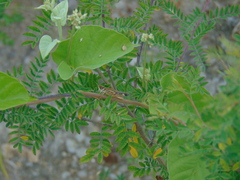 Rhammatocerus peragrans