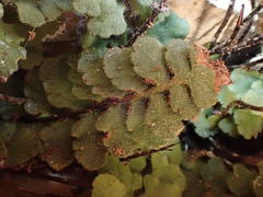 Asplenium petrarchae