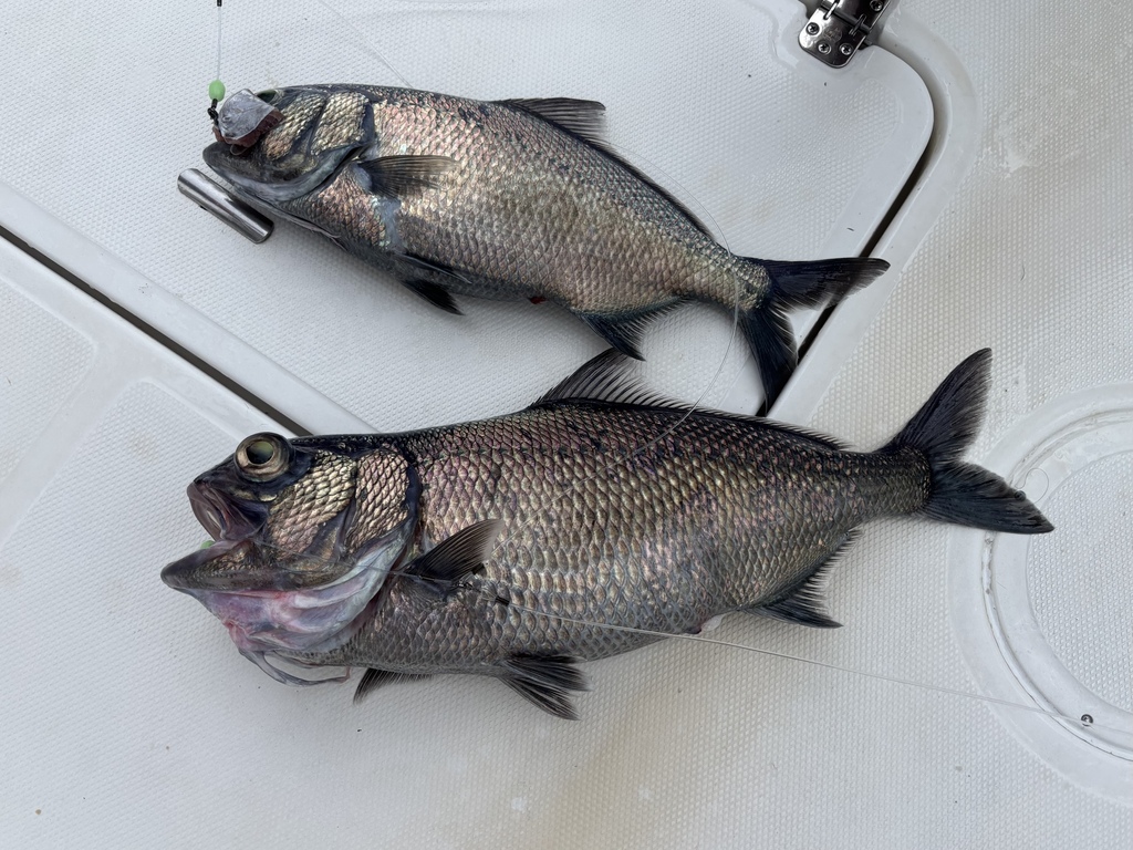 Beardfish